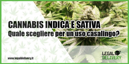 differenze cannabis sativa o indica per uso caslingo