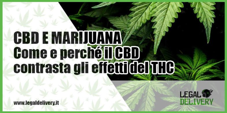 thc-cbd-differenze-ufficiali