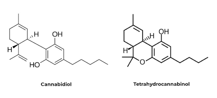 principali differenze tra THC e CBD 