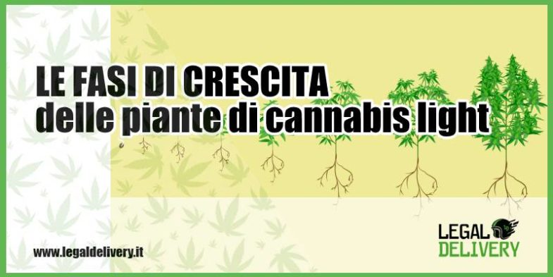 fasi di crescita cannabis light